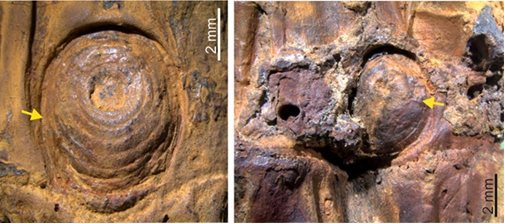 Chimonobambusa manipurensis
